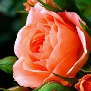 Meet your Posher, Rav